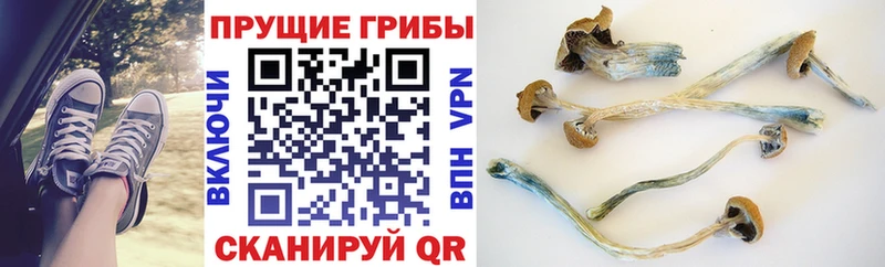 Псилоцибиновые грибы мицелий Торопец